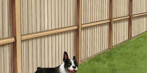Scoraggiare i cani dal fare la cacca nel cortile