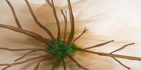 Potare le ortensie