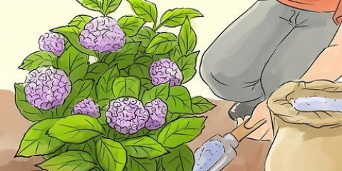 Preparare le ortensie per l'inverno