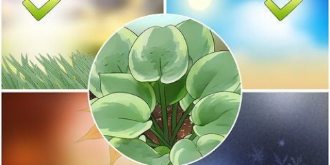 Piante di hosta
