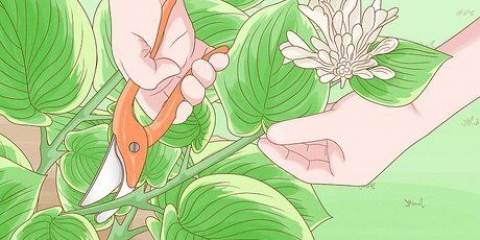 Potatura hosta