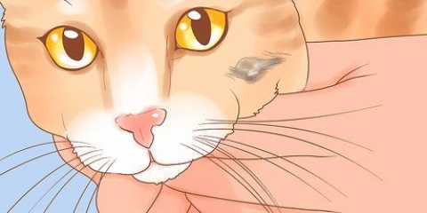 Riconoscere il cancro della pelle in un gatto
