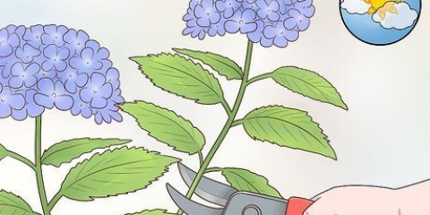Taglia i fiori di ortensia