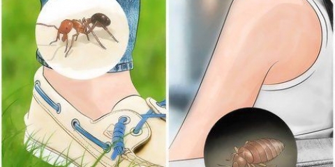 Riconosci le punture di insetti