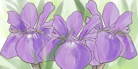 Iris in crescita