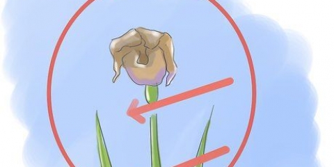 Prendersi cura delle iridi quando i fiori muoiono