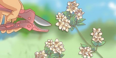 Potatura del gelsomino