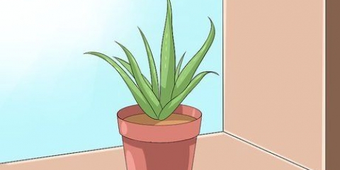 Prendersi cura della tua aloe vera