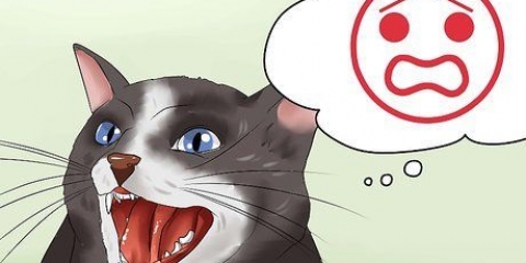Calmare il tuo gatto arrabbiato