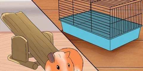 Rendere felice la tua cavia senza una seconda cavia