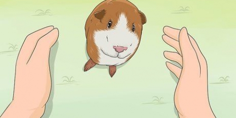 Addestrare la tua cavia