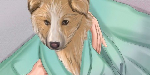 Assicurati che il tuo cane stia bene dopo il parto