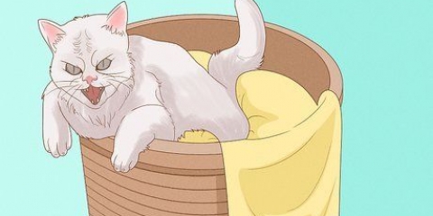 Chiedi scusa a un gatto