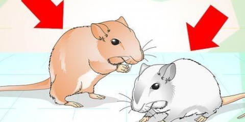 Addomestica i tuoi gerbilli