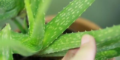 Prendersi cura dei propri capelli con l'aloe vera
