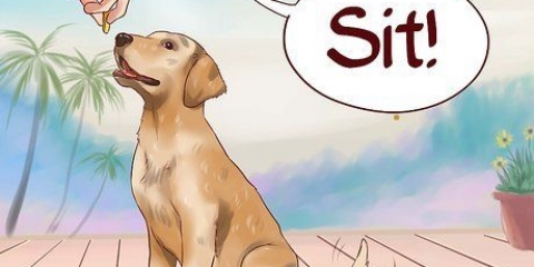 Insegna al tuo cane i comandi di base