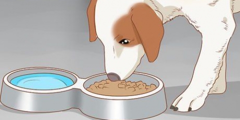 Trattare il tuo cane