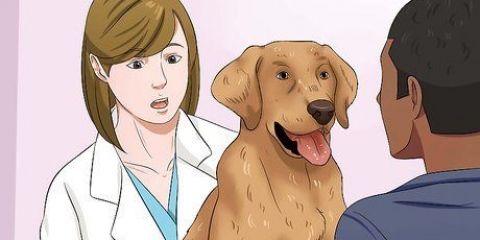 Lascia che il tuo cane mangi cibo secco