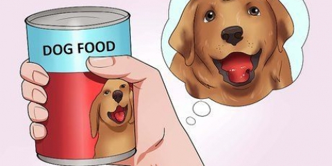 Fai ingoiare una pillola al tuo cane