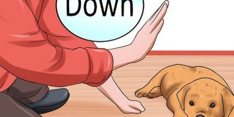 Dare al tuo cane un addestramento all'obbedienza prima che abbia 10 settimane