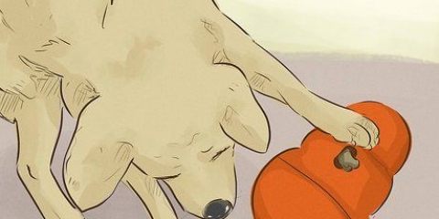 Rendere felice il tuo cane