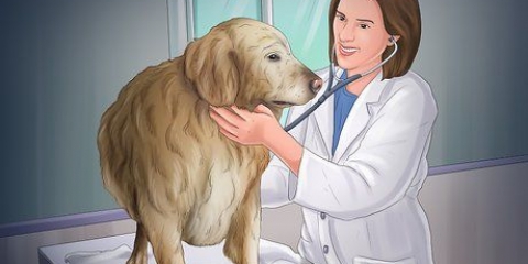 Aiutare il tuo cane dopo che ha partorito