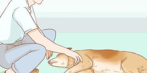 Aiutare il tuo cane con un ictus