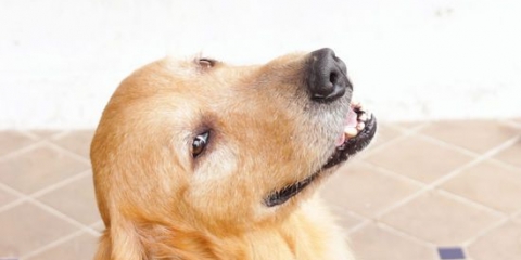 Lascia che il tuo cane si raffreddi