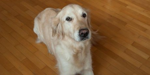 Insegnare al tuo cane a rotolare