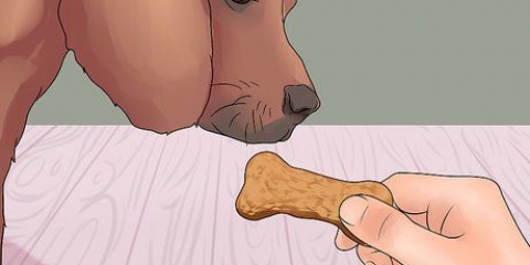 Insegna al tuo cane a zampare
