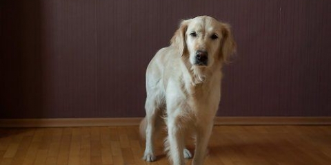 Insegna al tuo cane a sedersi