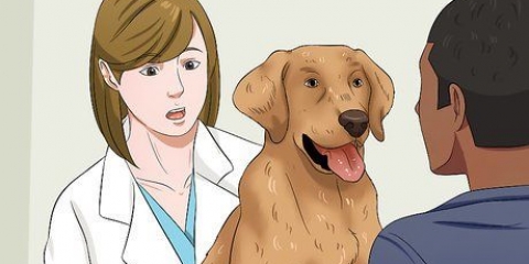 Mettere a dieta il tuo cane
