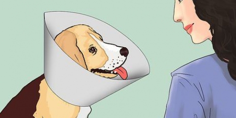 Mantieni il tuo cane calmo dopo la sterilizzazione