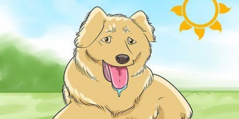 Radere il tuo cane