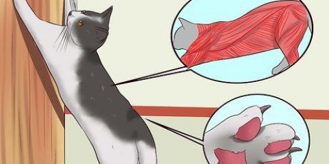 Impedisci al tuo gatto di graffiare i mobili
