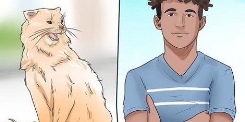 Impedisci al tuo gatto di mordere e graffiare