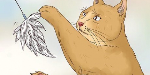 Lascia che il tuo gatto dorma con te