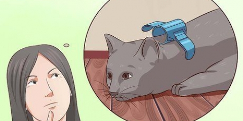 Disattiva il tuo gatto