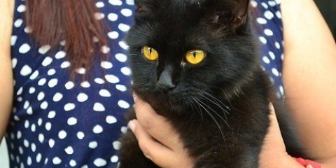 Mettere il tuo gatto su un'imbracatura