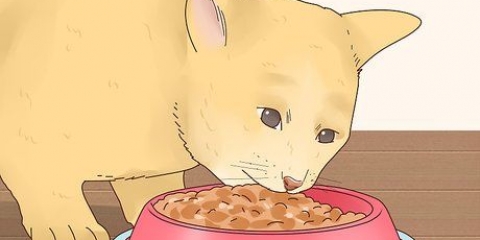 Rendere felice il tuo gatto