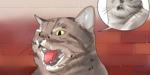 Fare in modo che il tuo gatto smetta di soffiare