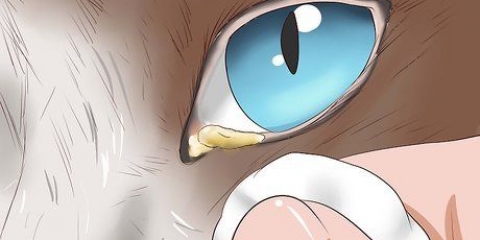 Pulisci il tuo gatto quando non può farlo da solo