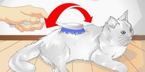 Coccola il tuo gatto
