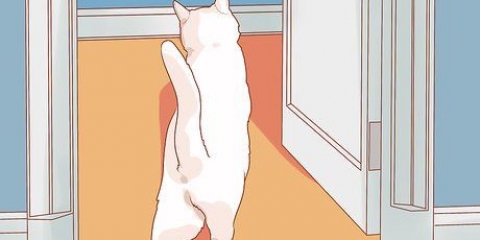 Incoraggiare il tuo nuovo gatto a smettere di nascondersi