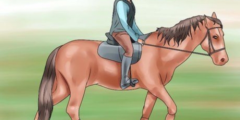Insegna al tuo cavallo un galoppo con la mano