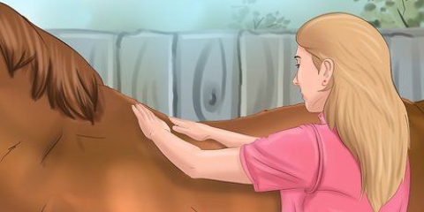 Lascia che il tuo cavallo si fidi e ti rispetti