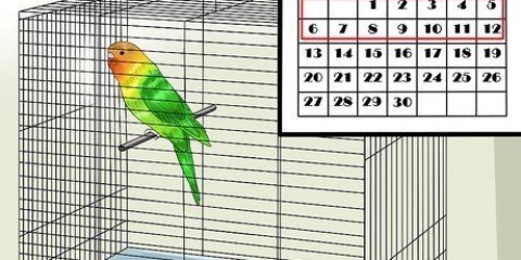 Addomestica i tuoi parrocchetti