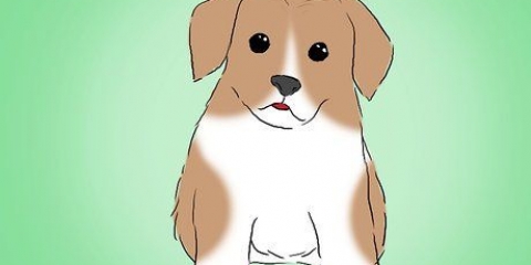 Impedire al tuo cucciolo di mordere