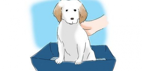 Il vasino addestra il tuo cucciolo