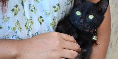 Lavare i gattini